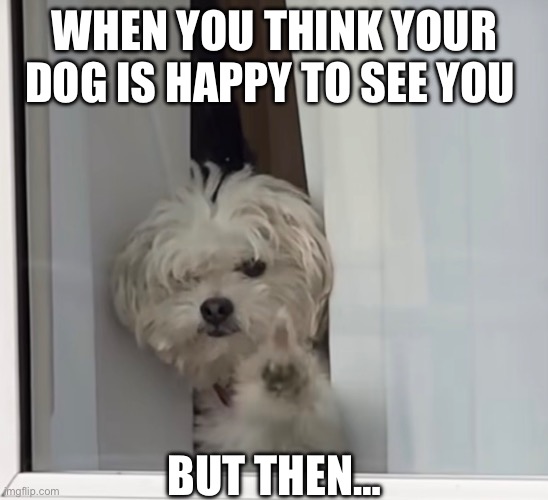 Happy Dog | When you think your dog is happy to see you; But then… | image tagged in img_4383 jpeg | made w/ Imgflip meme maker