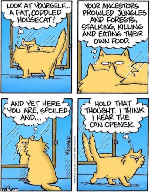 Fat, coddled and easily distracted | image tagged in cats,comics,mirror,pickles,can opener,muffin | made w/ Imgflip meme maker