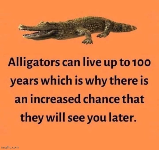 But after awhile... | image tagged in see you later,alligator,after a while,crocodile,reptile,spittin facts | made w/ Imgflip meme maker