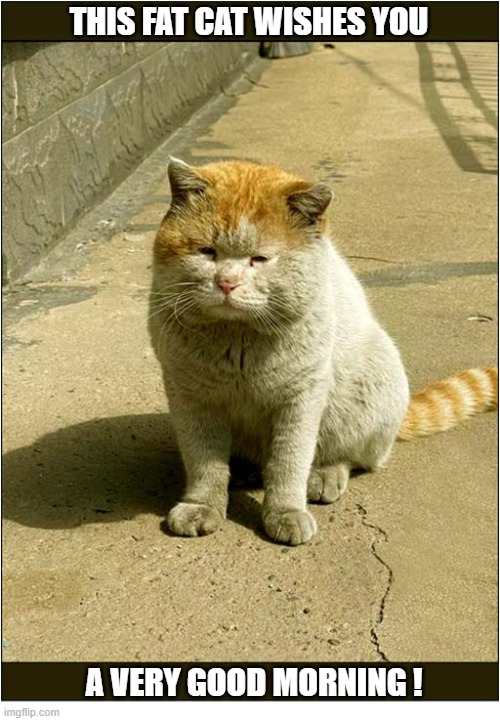Hello There ! | This Fat Cat Wishes You; A Very Good Morning ! | image tagged in cats,fat cat,hello there,good morning | made w/ Imgflip meme maker