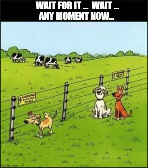 That's Just So Mean ! | Wait For It ...  Wait ...
   Any moment now... | image tagged in dogs,mean,electric,fence | made w/ Imgflip meme maker