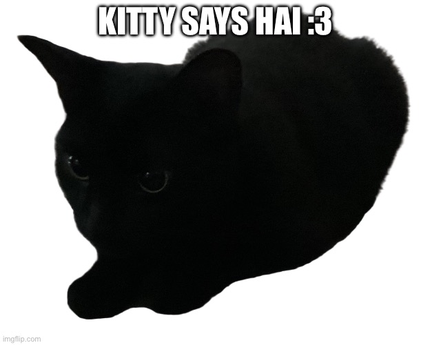 No background Kitty :3 | Kitty says hai :3 | image tagged in no background kitty 3 | made w/ Imgflip meme maker