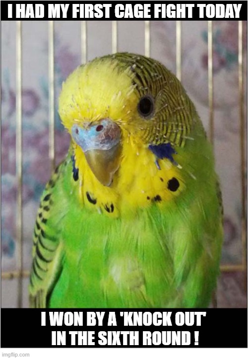 This Is A Vicious Sport ! | I had my first cage fight today; I won by a 'Knock out'
 in the sixth round ! | image tagged in cage,fight,budgerigar,knock out | made w/ Imgflip meme maker