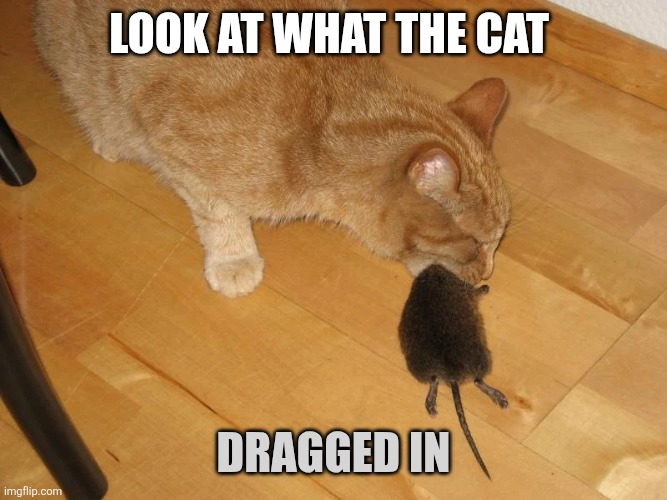 Cat Dragged In | Look at what the cat; Dragged In | image tagged in picture jpg webp,funny memes | made w/ Imgflip meme maker