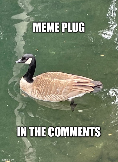 Goose | Meme plug; In the comments | image tagged in goose,meme plug | made w/ Imgflip meme maker