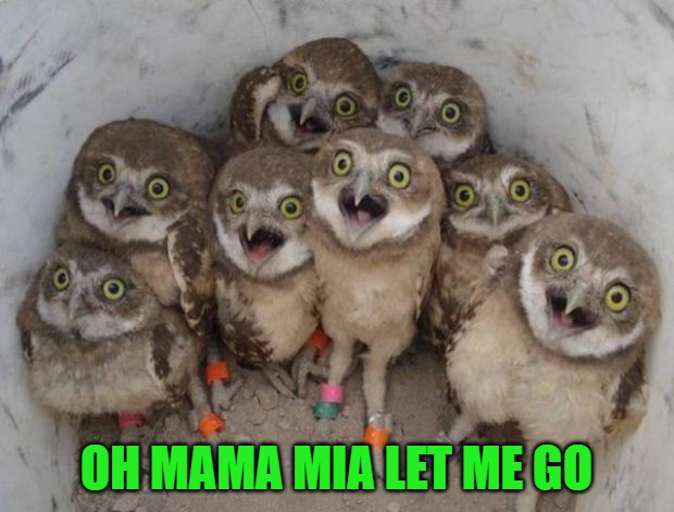 Excited Owls | Oh mama mia let me go | image tagged in excited owls | made w/ Imgflip meme maker