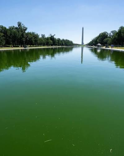 Green pool Blank Meme Template