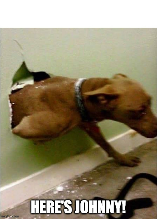 Dog breaking the wall | here's johnny! | image tagged in dog breaking the wall | made w/ Imgflip meme maker
