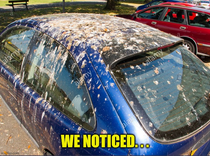 Bird ...droppings | We noticed. . . | image tagged in bird droppings | made w/ Imgflip meme maker