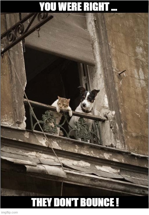 Defenestration ! | You were right ... They don't bounce ! | image tagged in cats,dogs,defenestration,bounce | made w/ Imgflip meme maker