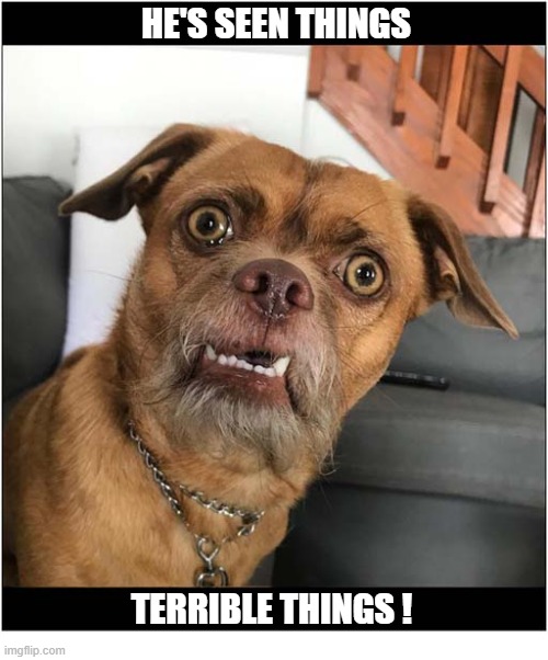 Those Eyes ! | He's Seen Things; terrible Things ! | image tagged in dogs,that look,terrible | made w/ Imgflip meme maker