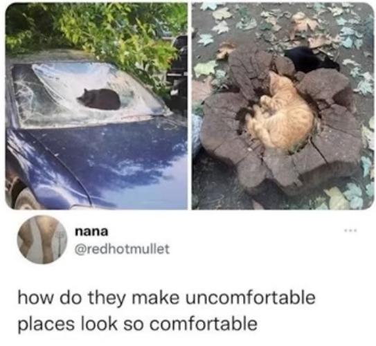 image tagged in cats,sleepy,sleeping,uncomfortable,comfort,mystery | made w/ Imgflip meme maker