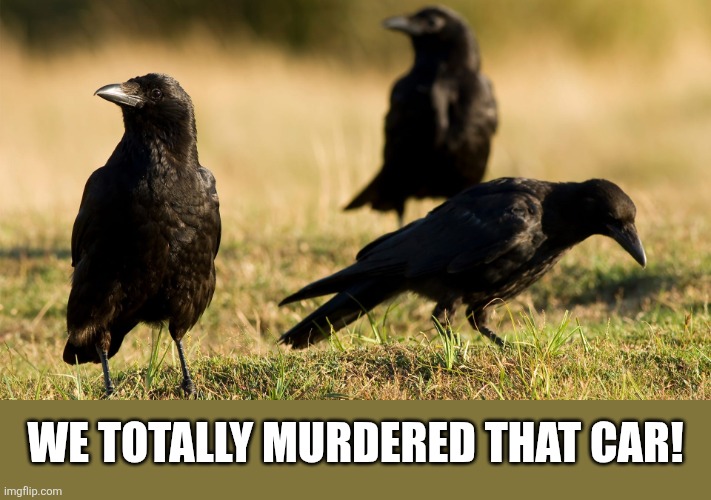 We totally murdered that car! | image tagged in american-crows-the-good-the-bad-and-noisy jpg | made w/ Imgflip meme maker