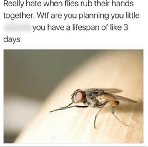 image tagged in flies,bugs,rubbing,hands,planning,suspicious | made w/ Imgflip meme maker