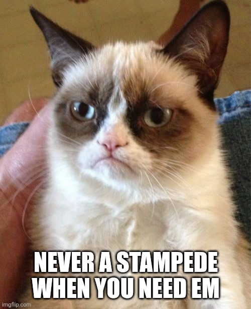 Grumpy Cat Meme | Never a stampede when you need em | image tagged in memes,grumpy cat | made w/ Imgflip meme maker