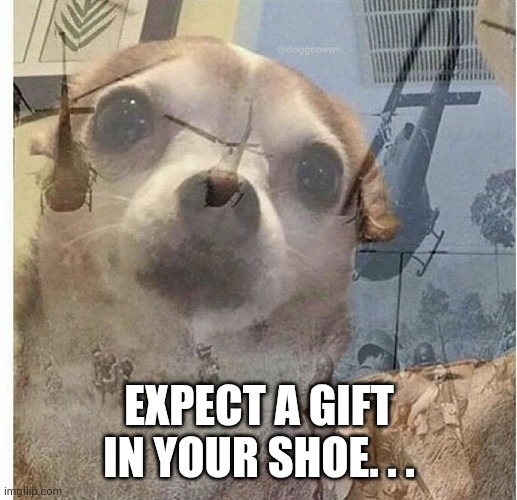 PTSD Chihuahua | Expect a gift in your shoe. . . | image tagged in ptsd chihuahua | made w/ Imgflip meme maker