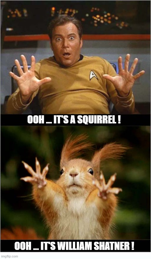 Surprises ! | Ooh ... it's A Squirrel ! Ooh ... It's William Shatner ! | image tagged in surprise,william shatner,squirrel | made w/ Imgflip meme maker