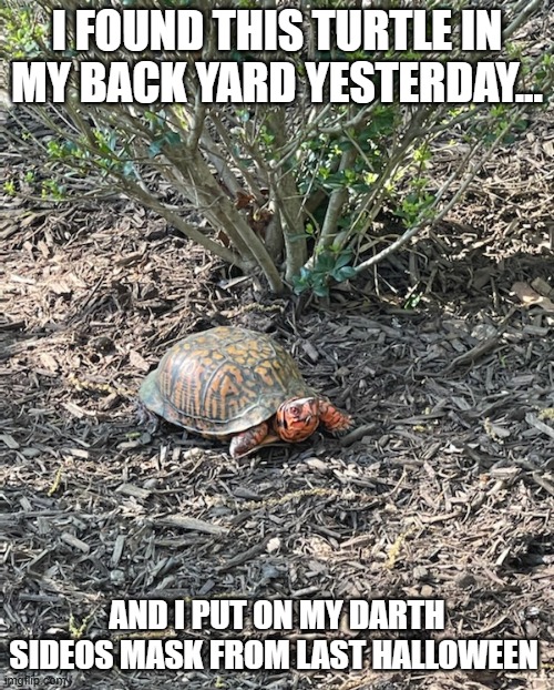 Darth Maul Turtle | I found this turtle in my back yard yesterday... and I put on my darth sideos mask from last halloween | image tagged in darth maul turtle,darth sidious | made w/ Imgflip meme maker