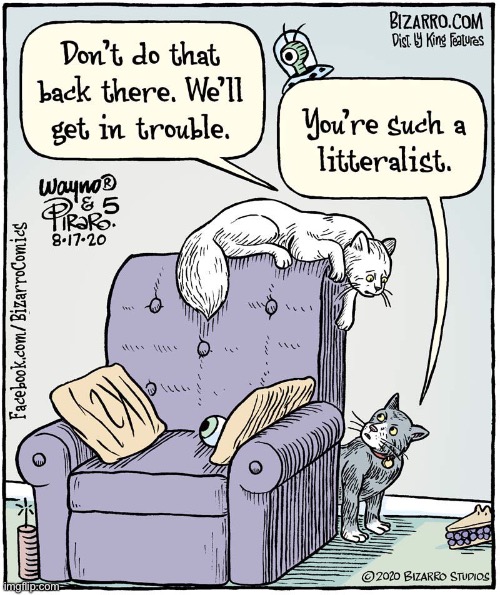 The whole house is his litter box | image tagged in cats,comics,bizarro comics,dont go back,trouble,litteralist | made w/ Imgflip meme maker