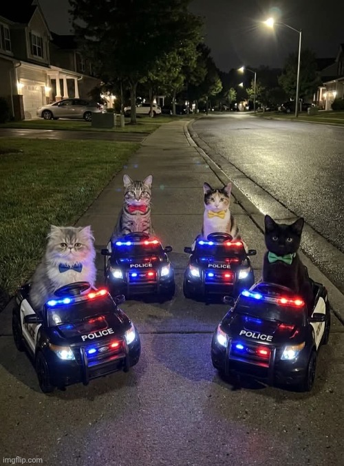 Grand Theft Auto cats | image tagged in grand theft auto cats | made w/ Imgflip meme maker