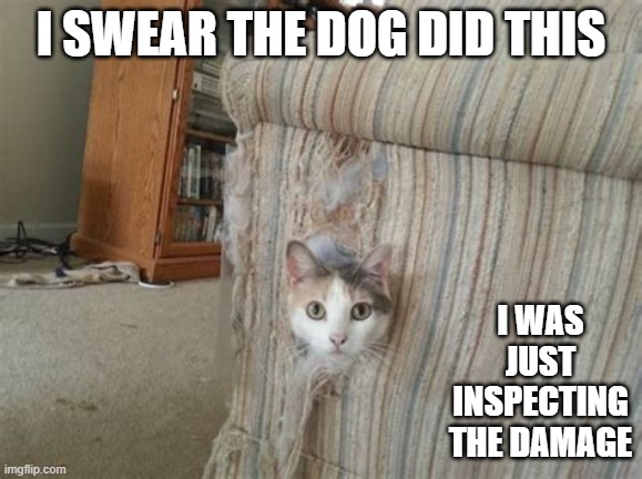 My cat denies ripping up my couch and said that the dog did it. | I swear the dog did this; I was just inspecting the damage | image tagged in cat,kittens,funny,humor,dog,dogs | made w/ Imgflip meme maker