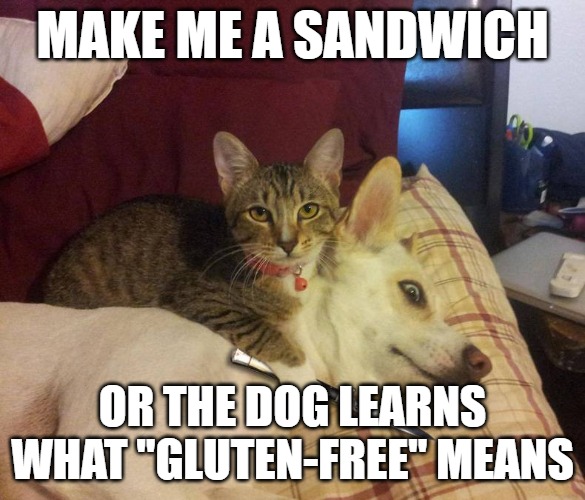 dog hostage | MAKE ME A SANDWICH; OR THE DOG LEARNS WHAT "GLUTEN-FREE" MEANS | image tagged in dog hostage | made w/ Imgflip meme maker