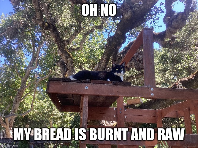 How | Oh no; My bread is burnt and raw | image tagged in funny,cats,true | made w/ Imgflip meme maker