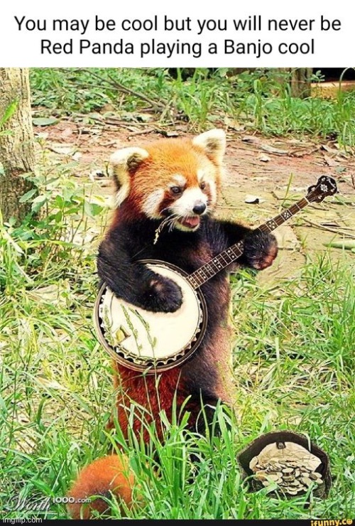 Red pandas are awesome | image tagged in red panda | made w/ Imgflip meme maker
