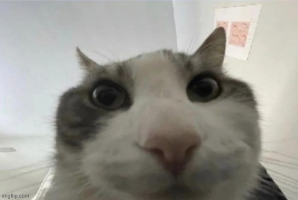 hi | image tagged in cat looks inside | made w/ Imgflip meme maker