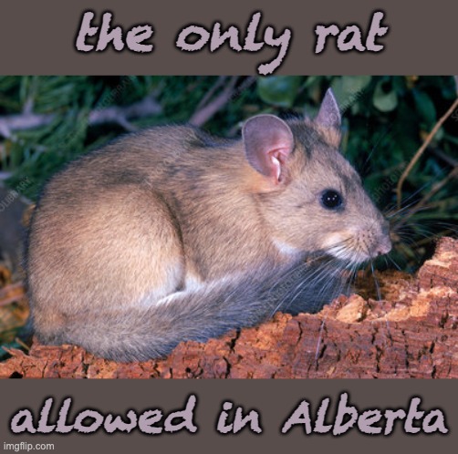 The native bushy-tailed woodrat . . . maybe a bit of an isolationist? | the only rat; allowed in Alberta | image tagged in rodents,alberta,canada,rat,native species | made w/ Imgflip meme maker