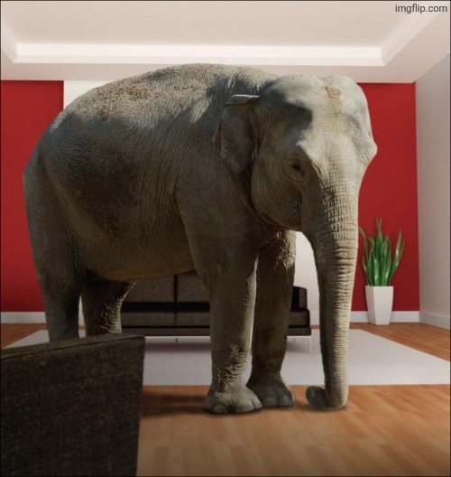 Elephant In The Room | image tagged in elephant in the room | made w/ Imgflip meme maker