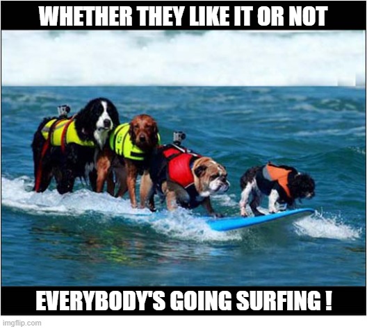 They Don't Look Too Happy ... | whether they like it or not; everybody's going surfing ! | image tagged in dogs,reluctant,surfing | made w/ Imgflip meme maker