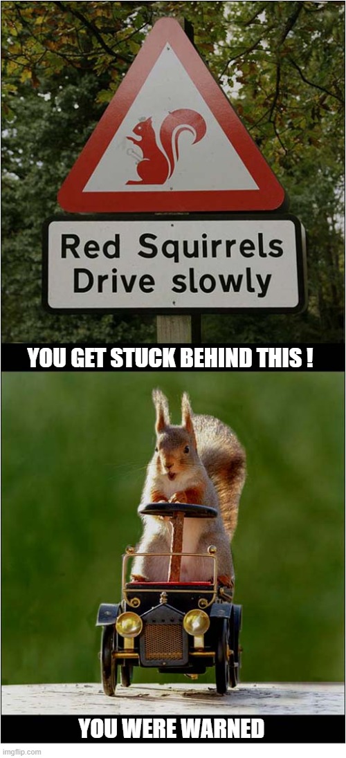 Going Out For A Drive ... | you get stuck behind this ! you were warned | image tagged in funny signs,squirrels,driving,slowly | made w/ Imgflip meme maker