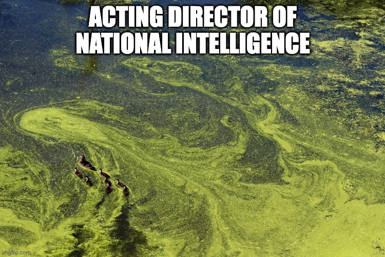 … | acting director of national intelligence | made w/ Imgflip meme maker