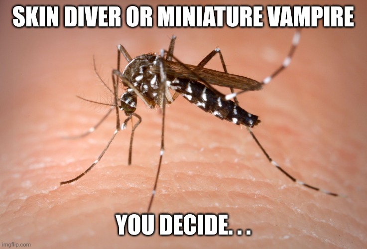 mosquito  | Skin diver or miniature vampire; You decide. . . | image tagged in mosquito | made w/ Imgflip meme maker