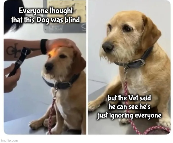 Everyone thought that this Dog was blind but the Vet said he can see he's just ignoring everyone | made w/ Imgflip meme maker