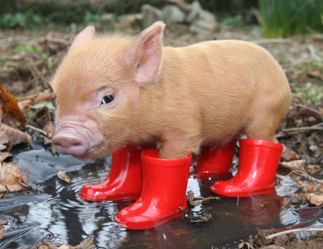 A Pig-A-Let In Its Boots Blank Meme Template