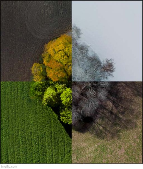 The Four Seasons | image tagged in four seasons,tree | made w/ Imgflip meme maker