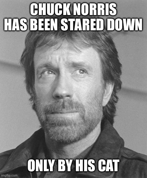 Chuck Norris has been stared down Only by his cat | image tagged in chuck norris bw | made w/ Imgflip meme maker