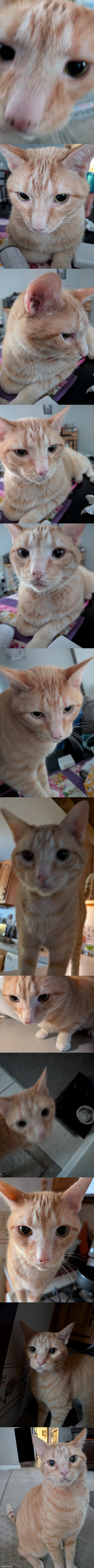 enjoy some pictures of my cat! | image tagged in kitty,cat,orange,pictures | made w/ Imgflip meme maker