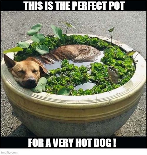 Phew ... What A Scorcher ! | this is the perfect pot; for a very hot dog ! | image tagged in dogs,heat wave,cool,pot | made w/ Imgflip meme maker