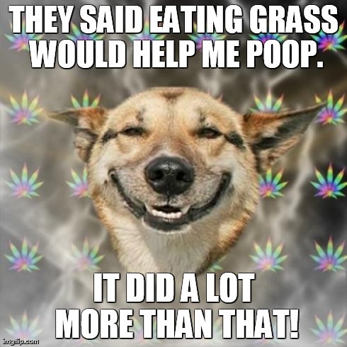 Stoner Dog | THEY SAID EATING GRASS WOULD HELP ME POOP. IT DID A LOT MORE THAN THAT! | image tagged in memes,stoner dog | made w/ Imgflip meme maker