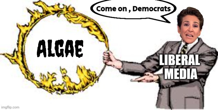 The Most Interesting Thing That Happened This Week | Algae | image tagged in jumping through hoops,madcow,never-trumpers,morons,barely functioning,without programming | made w/ Imgflip meme maker