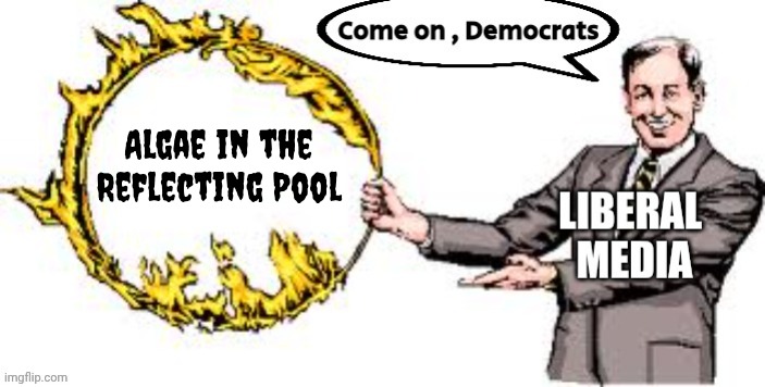 Jumping through hoops | Algae in the Reflecting Pool | image tagged in jumping through hoops | made w/ Imgflip meme maker
