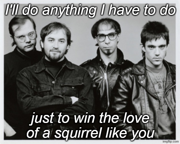 I'll do anything I have to do just to win the love
of a squirrel like you | made w/ Imgflip meme maker