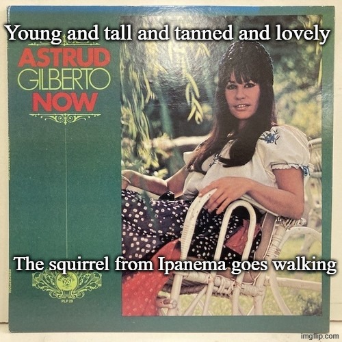 Young and tall and tanned and lovely The squirrel from Ipanema goes walking | made w/ Imgflip meme maker