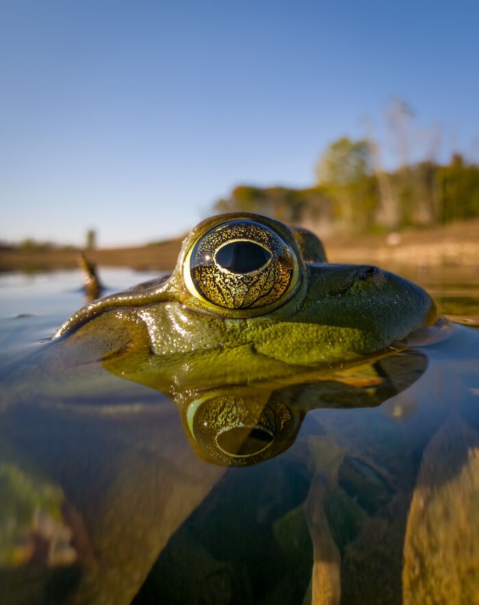 Eye At The Waterline. Photo credit: Steven Scott Grogin | image tagged in photography | made w/ Imgflip meme maker