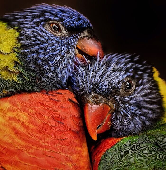 Love Birds. Photo credit: Cédric Bervillé | image tagged in photography | made w/ Imgflip meme maker