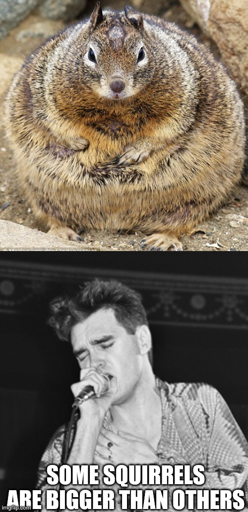 Some squirrels are bigger than others | image tagged in fat squirrel | made w/ Imgflip meme maker