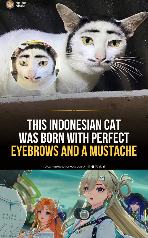Is this blessing or curse? | image tagged in cat,mustache,eyebrows | made w/ Imgflip meme maker